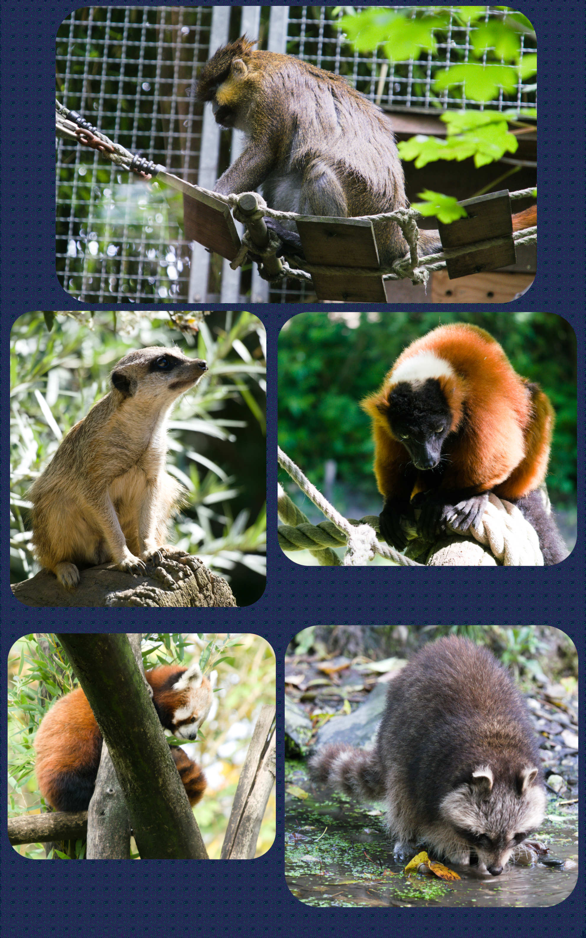 ZOOM Erlebniswelt Erdmännchen, Waschbär und Co
